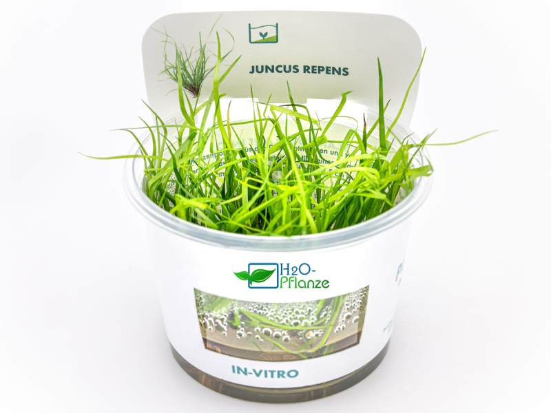 Preview: Kriechende Binse - Juncus repens in vitro Preview: Kriechende Binse - Juncus repens in vitro